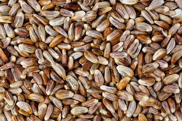 Safflower Seed Price in India Plummets 46% to $747 per Ton